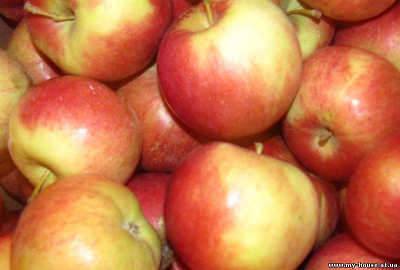 Продам яблоки, 2013 год