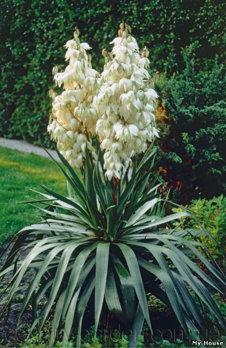 Продам уличный кактус с красивыми колокольчатими цветами ЮКА (Yucca) и много других растений (опт от 1000 грн).