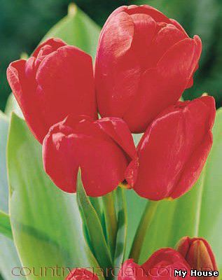 Продам луковицы Тюльпанов Мультифлора и много других растений (опт от 1000 грн).