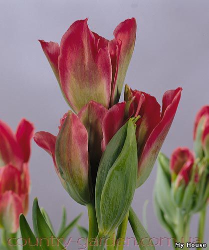Продам луковицы Тюльпанов Виридифлора и много других растений (опт от 1000 грн).
