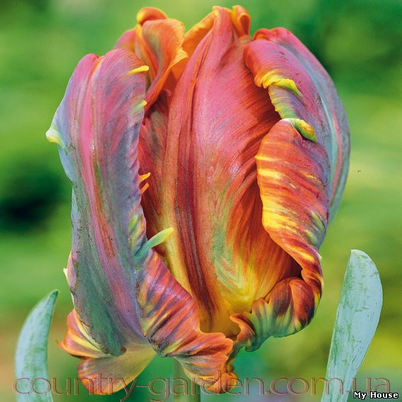 Продам луковицы Тюльпанов Попугайных и много других растений (опт от 1000 грн).