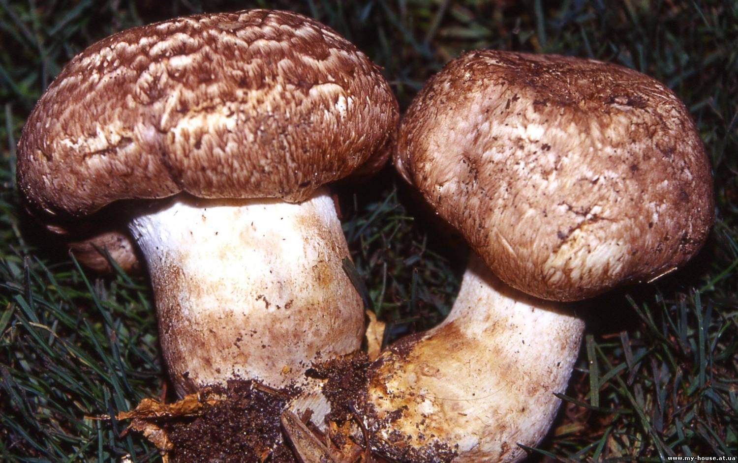 Рассада грибов шампиньонов качественно недорого почтой