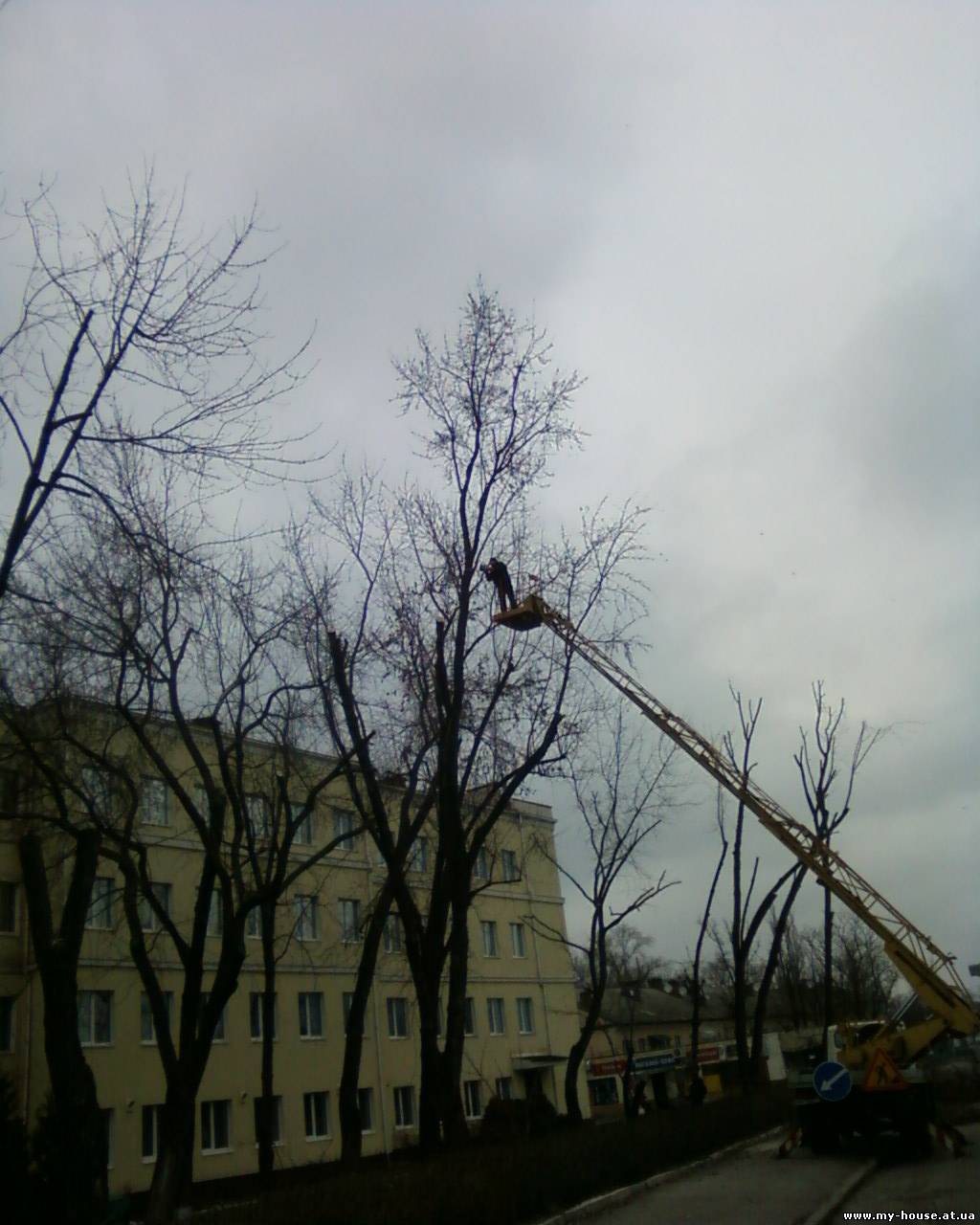 Спилить дерево Обрезка деревьев Вырубка кустарника Киев
