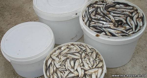 Продаем Хамсу, Бычок, Пелингас, Тюльку, Барабулю, Атерину Куплю