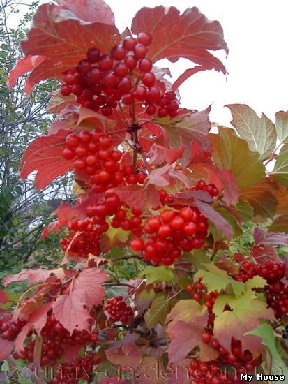 "Продам саженцы Калины с открытой и закрытой корневой системой и много других растений (опт от 1000 грн).