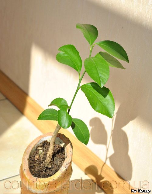 "Продам саженцы Апельсина с плодами (комнатное растение) и много других растений (опт от 1000 грн).