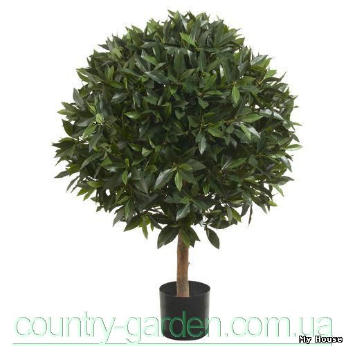 "Продам комнатное растение Лавр и много других растений (опт от 1000 грн)