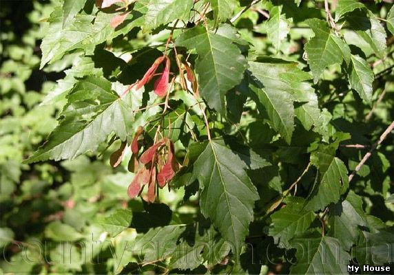 "Продам саженцы Клена и много других растений (опт от 1000 грн).