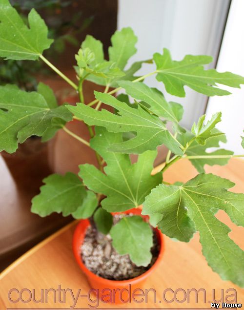 "Продам Инжир в горшках, комнатное растение и много других растений (опт от 1000 грн).