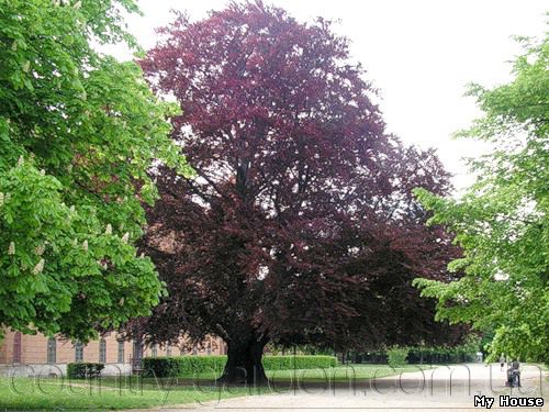 "Продам саженцы Бука и много других растений (опт от 1000 грн).