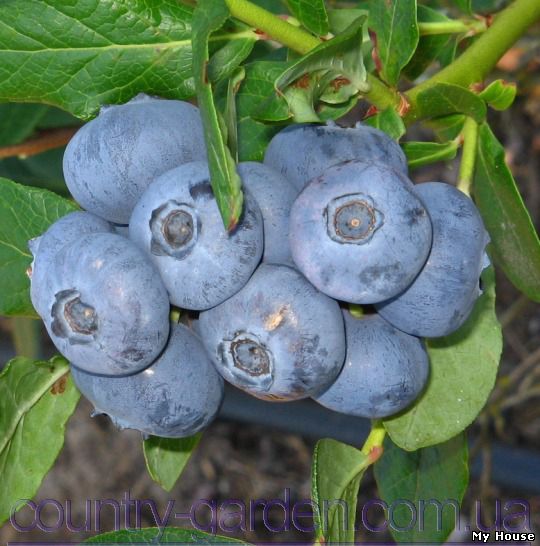 "Продам саженцы голубики и много других растений (опт от 1000 грн).