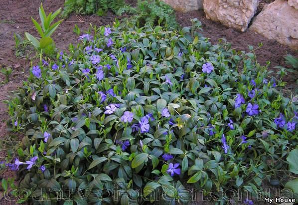 "Продам саженцы Барвинка и много других растений (опт от 1000 грн).