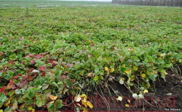 "Продам рассаду Клубники и много других растений (опт от 1000 грн).