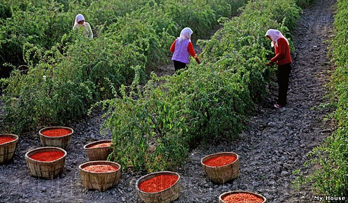 "Продам саженцы Годжи и много других растений (опт от 1000 грн).