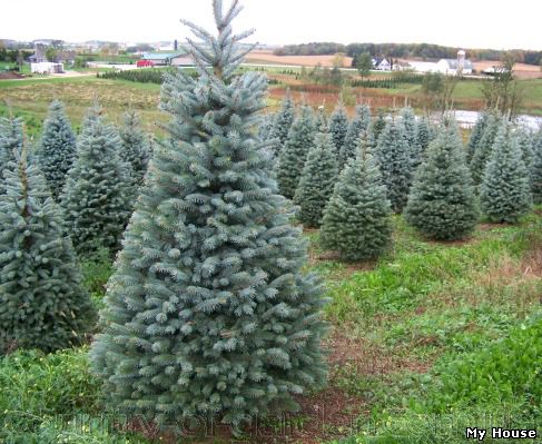 "Продам саженцы Ели - различных сортов и много других растений (опт от 1000 грн).