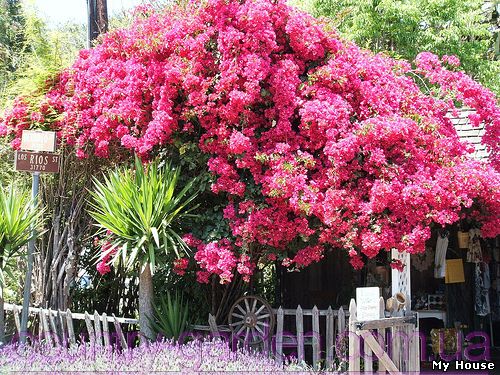 "Продам саженцы Бугенвиллии и много других растений (опт от 1000 грн).