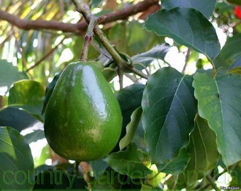 "Продам авакадо (комнатное растение) и много других растений (опт от 1000 грн).