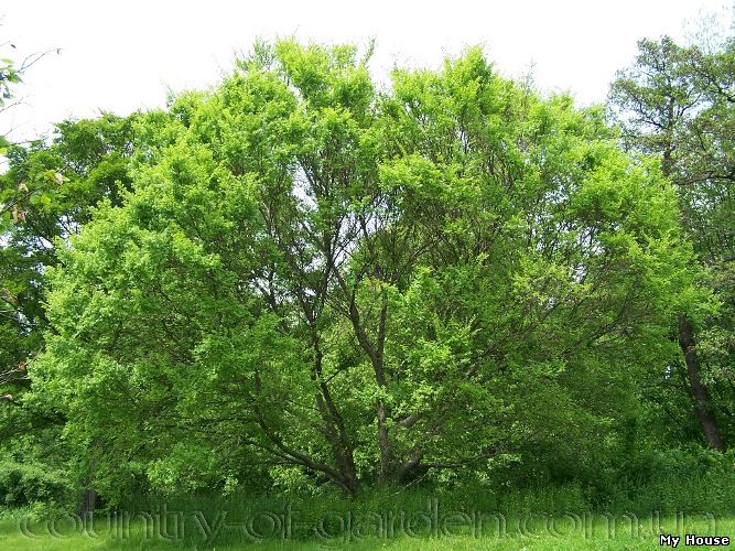 "Продам саженцы Береста и много других растений (опт от 1000 грн).