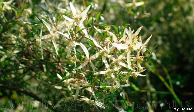 "Продам саженцы Дикий Климатис и много других растений (опт от 1000 грн).