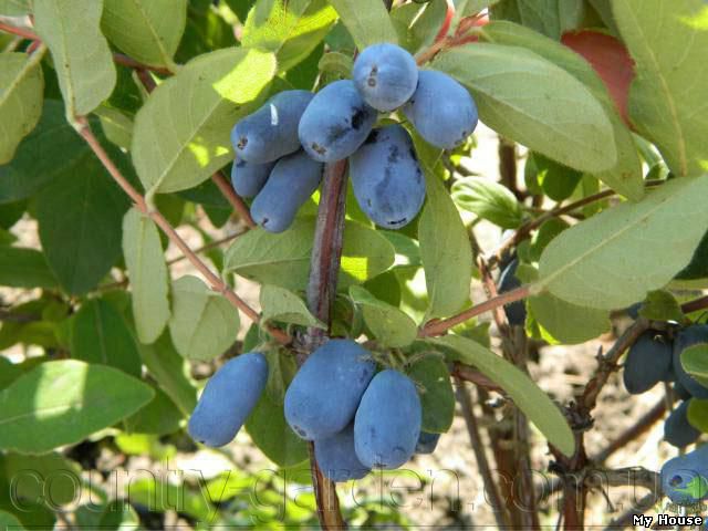 "Продам саженцы Жимолость и много других растений (опт от 1000 грн).