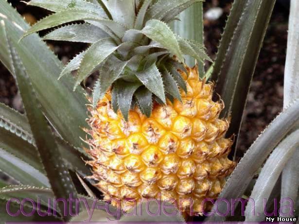 "Продам саженцы Ананаса (комнатное растение) и много других растений (опт от 1000 грн).