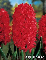 "Продам саженцы Гиацинта и много других растений (опт от 1000 грн).