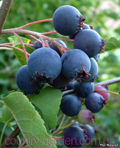 "Продам саженцы Ирги и много других растений (опт от 1000 грн).