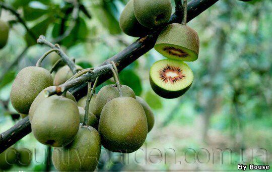 "Продам саженцы Киви-мини - Актинидия и много других растений (опт от 1000 грн).
