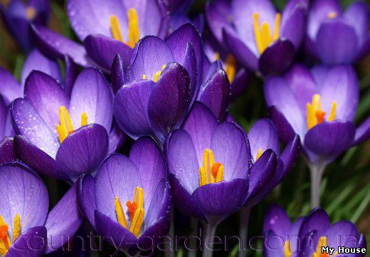 "Продам луковицы Крокуса Крупноцветкового и много других растений (опт от 1000 грн).