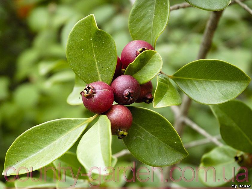 "Продам саженцы Гуаява (комнатное растение) и много других растений (опт от 1000 грн).