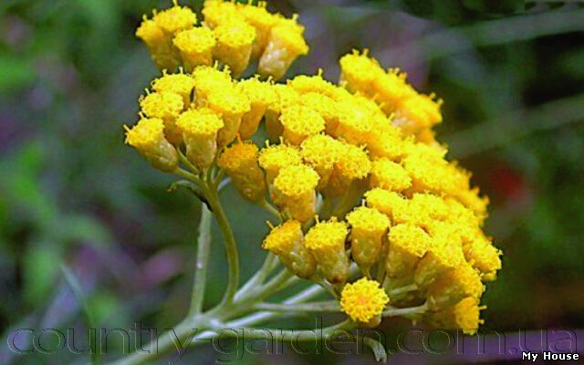 "Продам саженцы Бессмертник и много других растений (опт от 1000 грн).