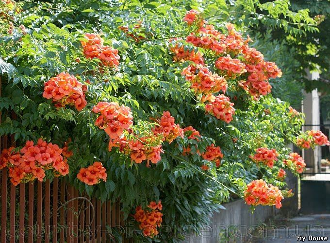 "Продам корни Кампсиса имного других растений (опт от 1000 грн).