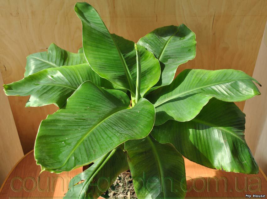 "Продам саженцы Банана (комнатное растение) и много других растений (опт от 1000 грн).