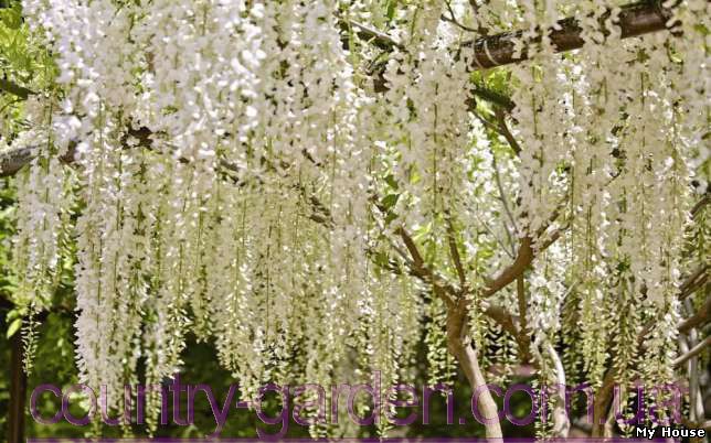 "Продам саженцы Глицинии и много других растений (опт от 1000 грн).