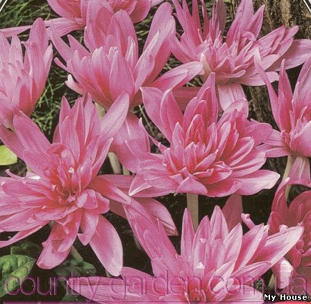 "Продам луковицы Колхикума (безвременника) и много других растений (опт от 1000 грн).