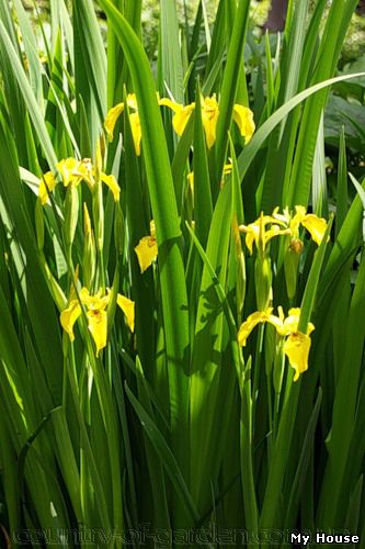 "Продам клубни Ириса, в наличии огромное количество сортов и много других растений (опт от 1000 грн).