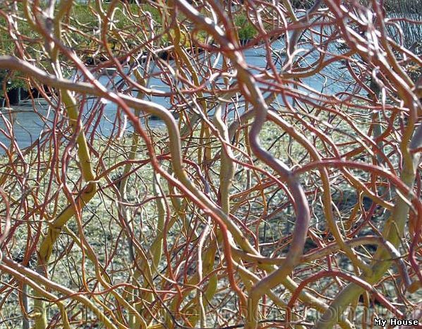 "Продам саженцы Ивы Вавилонской (Матсуданы) и много других растений (опт от 1000 грн).