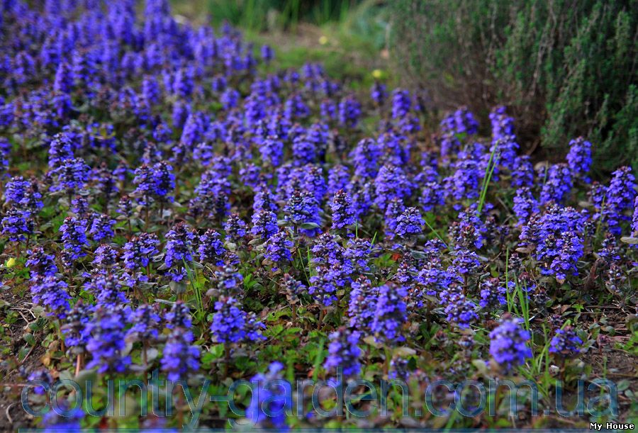 Продам корень Живучки и много других растений (опт от 1000 грн).
