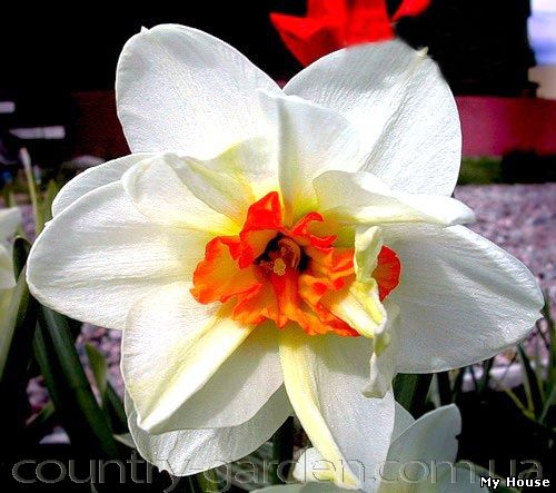 "Продам луковицы Нарциссов и много других растений (опт от 1000 грн).