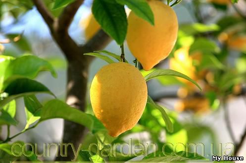 Продам Лимон в горшках, комнатное растение и много других растений (опт от 1000 грн).