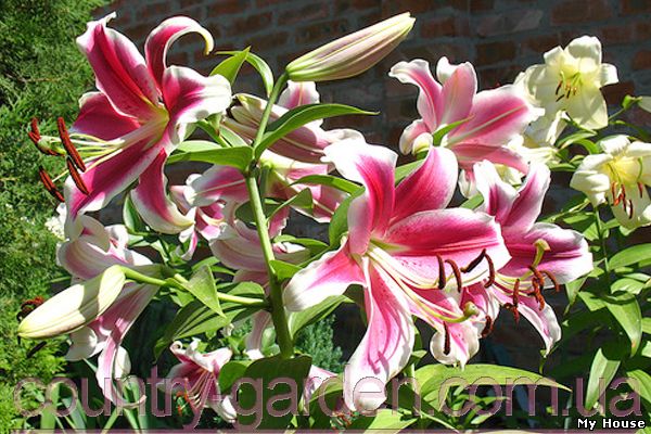 "Продам луковицы Лилий и много других растений (опт от 1000 грн).