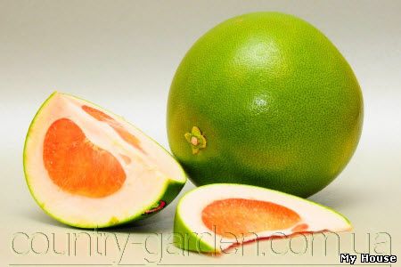 Продам растения Свити (комнатное растение) и много других растений (опт от 1000 грн).