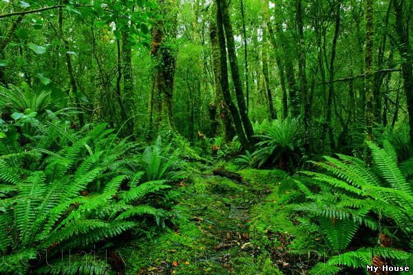 Продам Папоротник (Щитовник мужской) и много других растений (опт от 1000 грн).