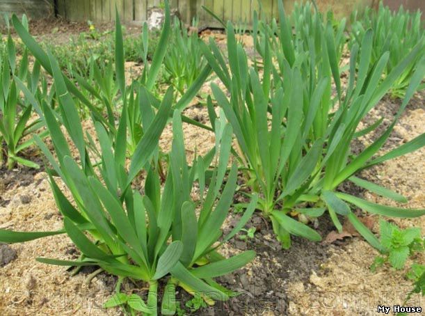 Продам луковицы Лука слезуна и много других растений (опт от 1000 грн).