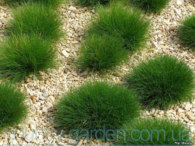 Продам деленку травы Овсяници и много других растений (опт от 1000 грн).