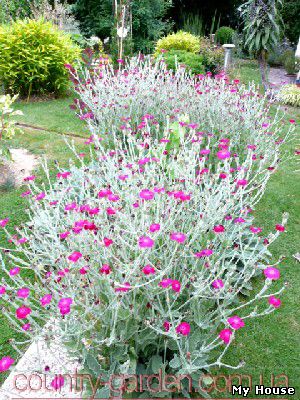 Продам саженцы Лихнис и много других растений (опт от 1000 грн).