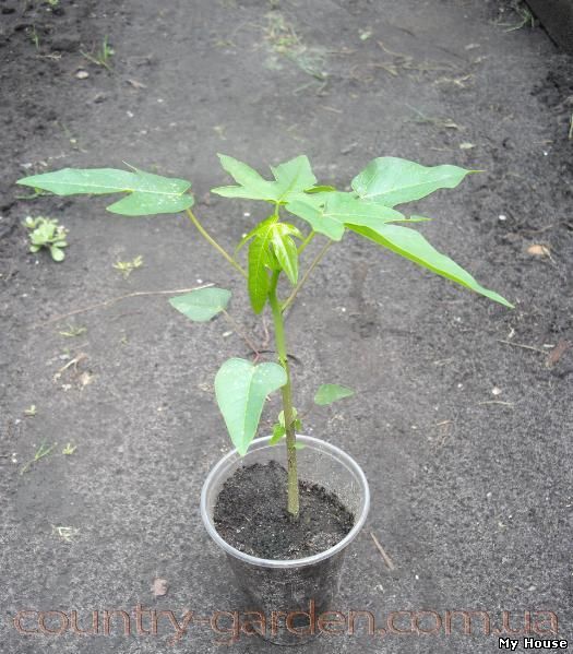 Продам Папайя (комнатное растение) и много других растений (опт от 1000 грн).