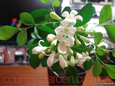 Продам комнатное растение Мурайю - траву императора и много других растений (опт от 1000 грн).