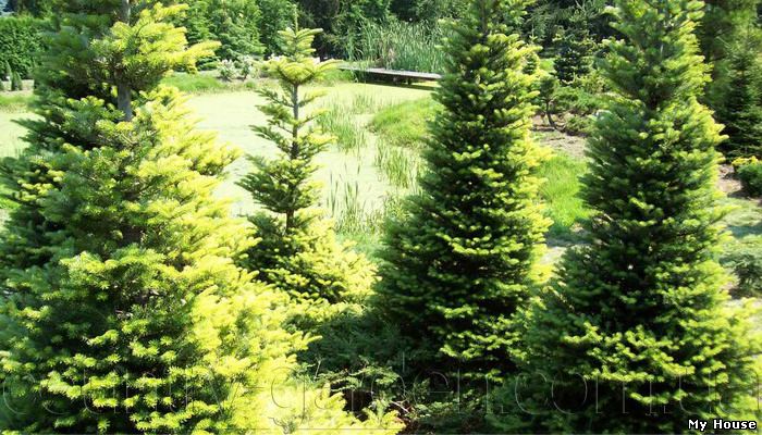 Продам Пихту (хвойное) и много других растений (опт от 1000 грн).