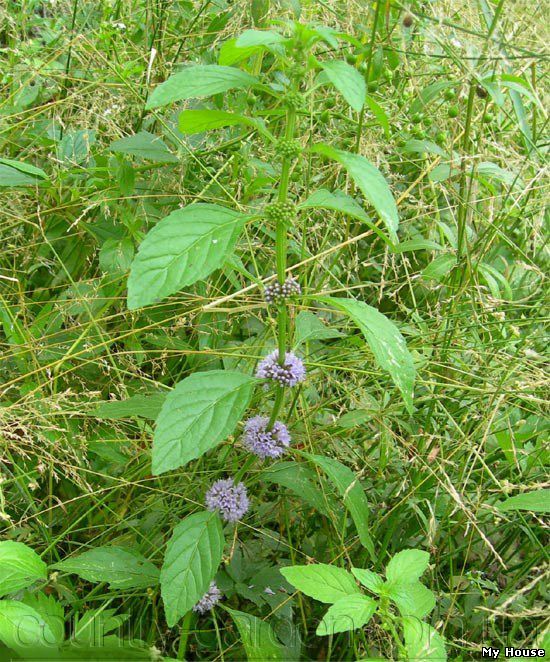 Продам деленки Мяты и много других растений (опт от 1000 грн).